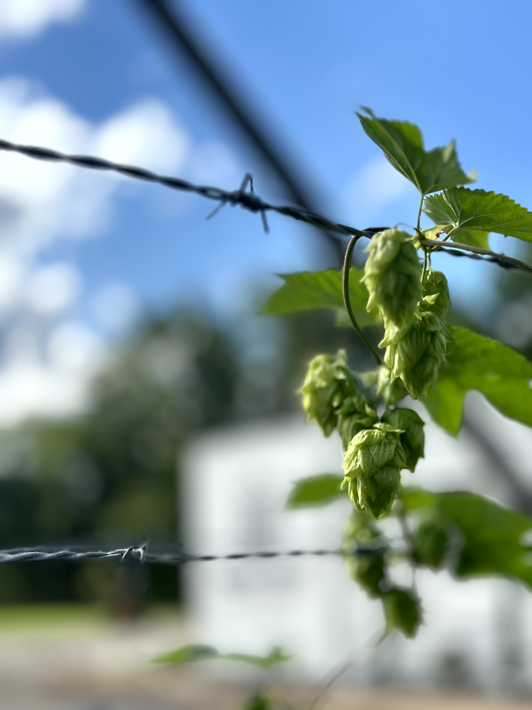 Hops on barbed wire, Water Street Brewing building behind