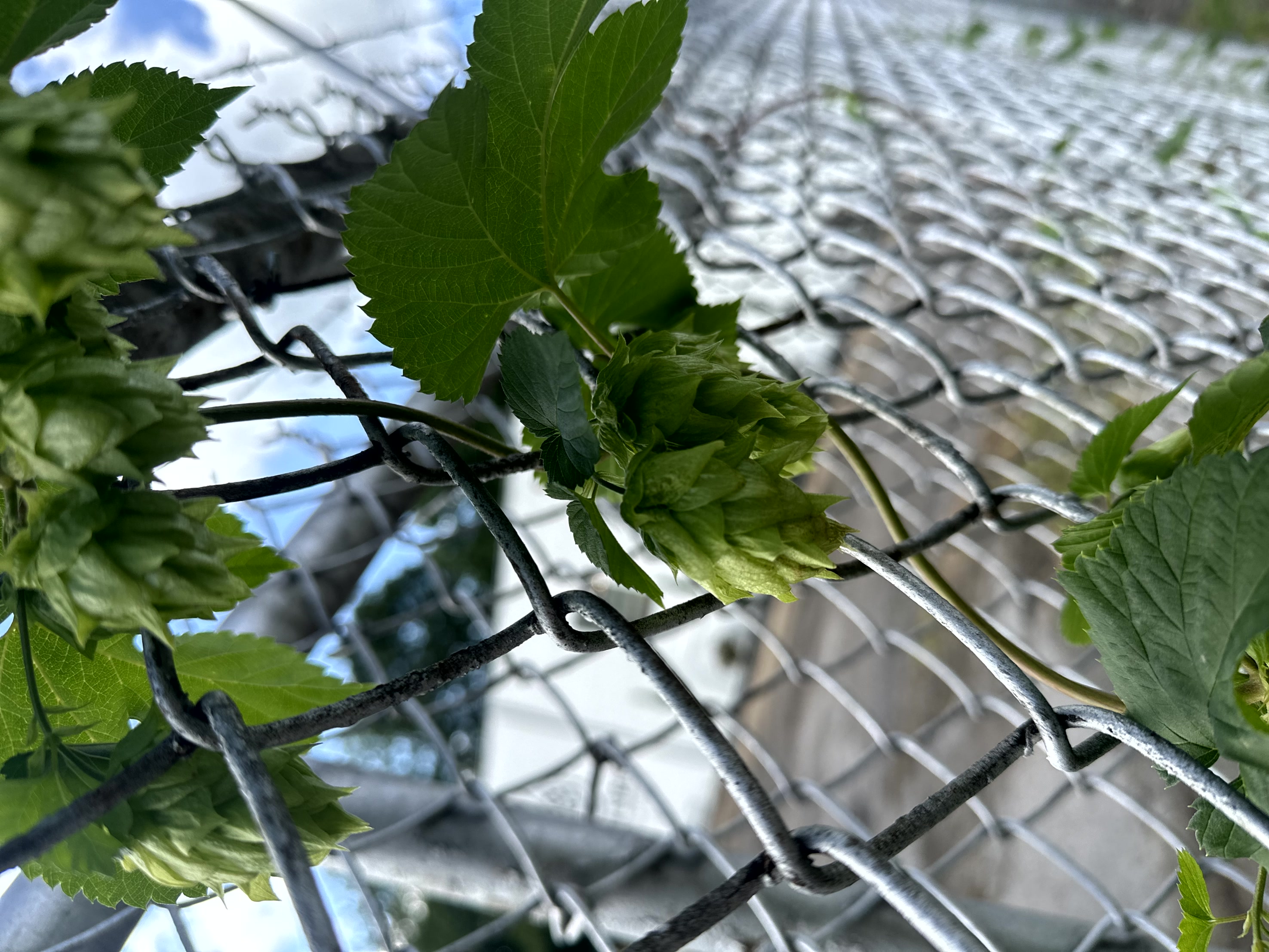Hops growing at Water Street Brewing