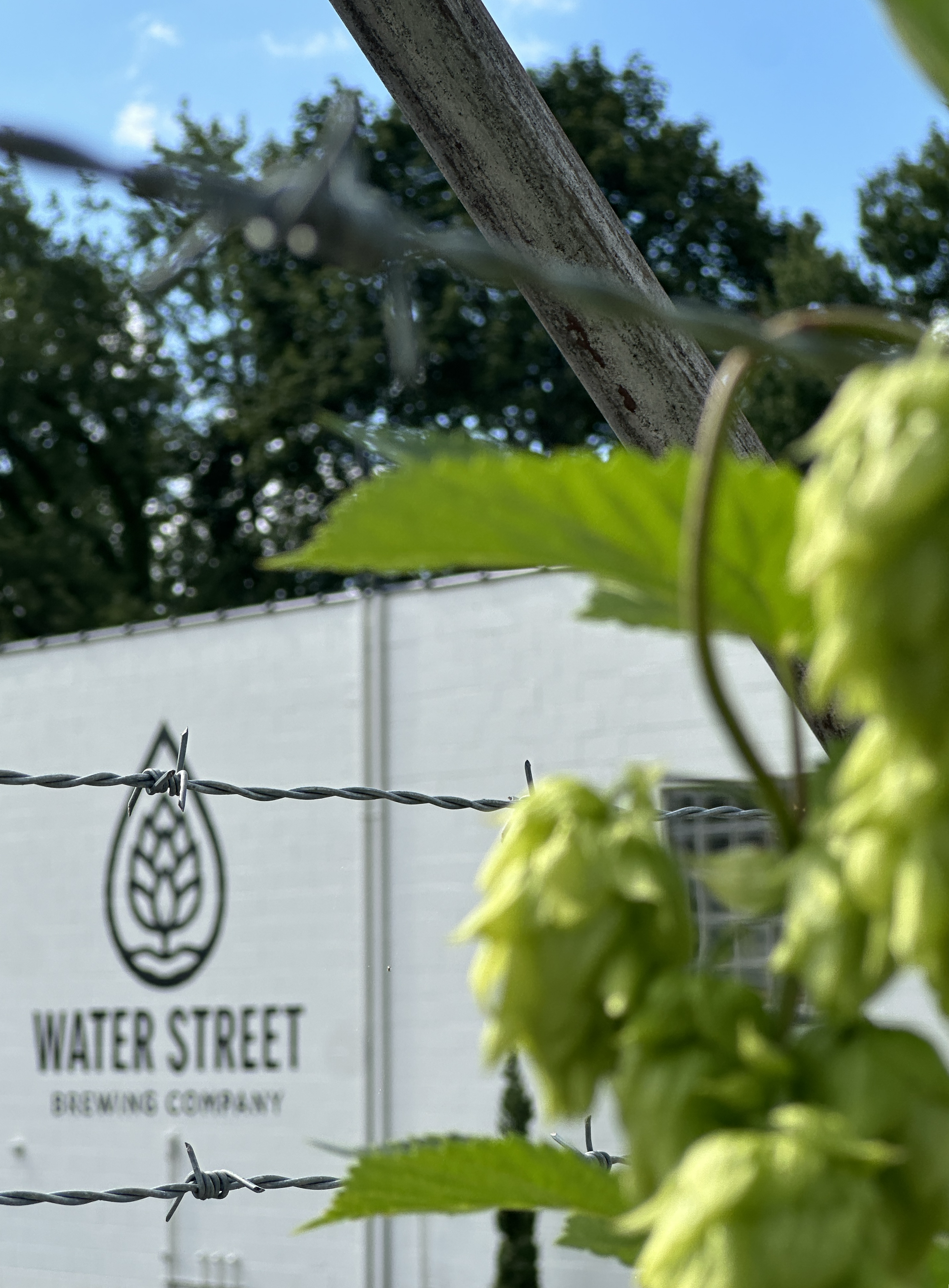 Water Street Brewing logo and fresh hops